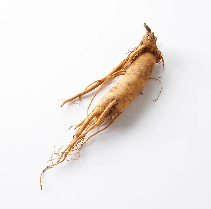 Ginseng Panax ginseng