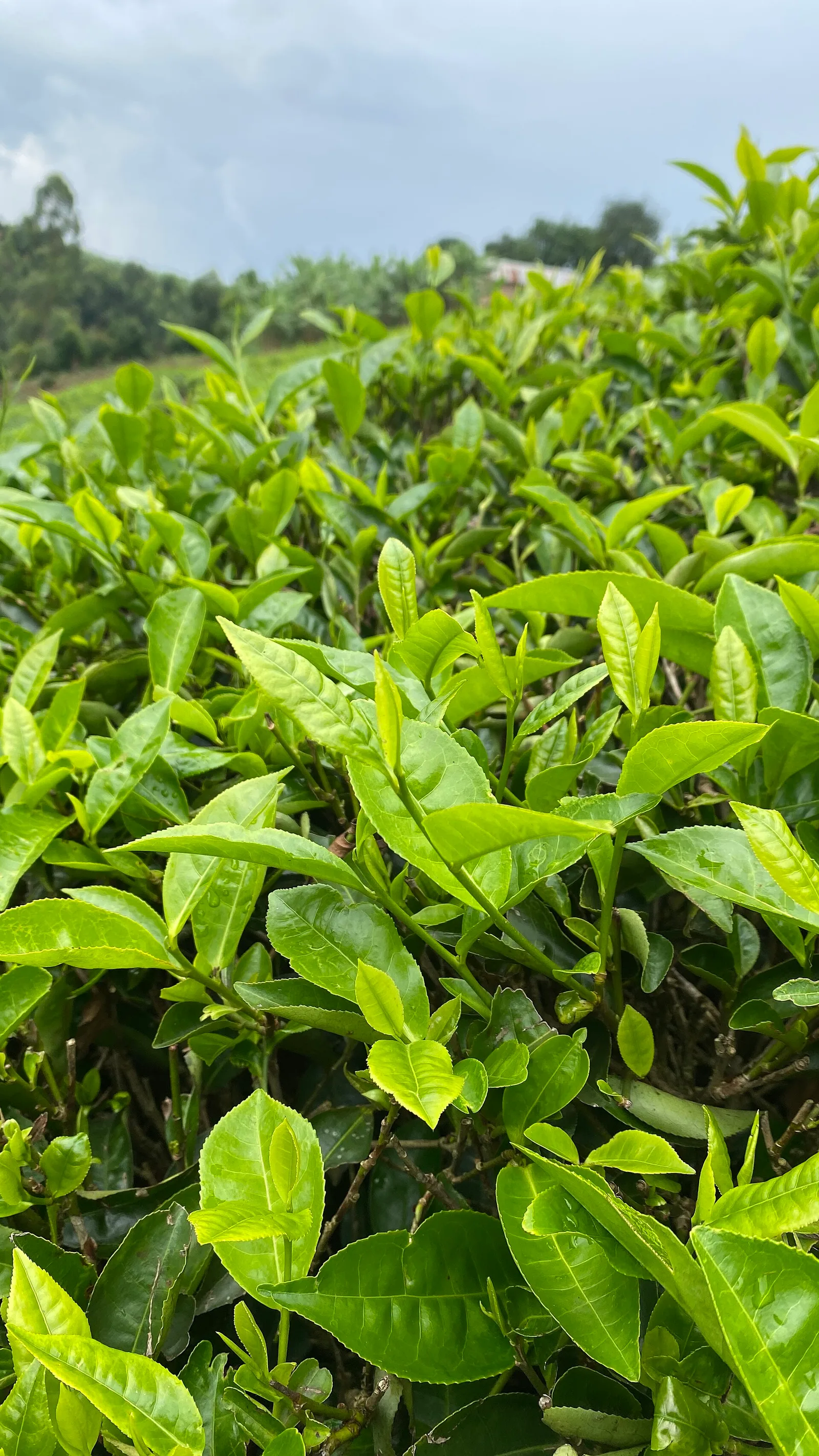 绿茶 种植基地