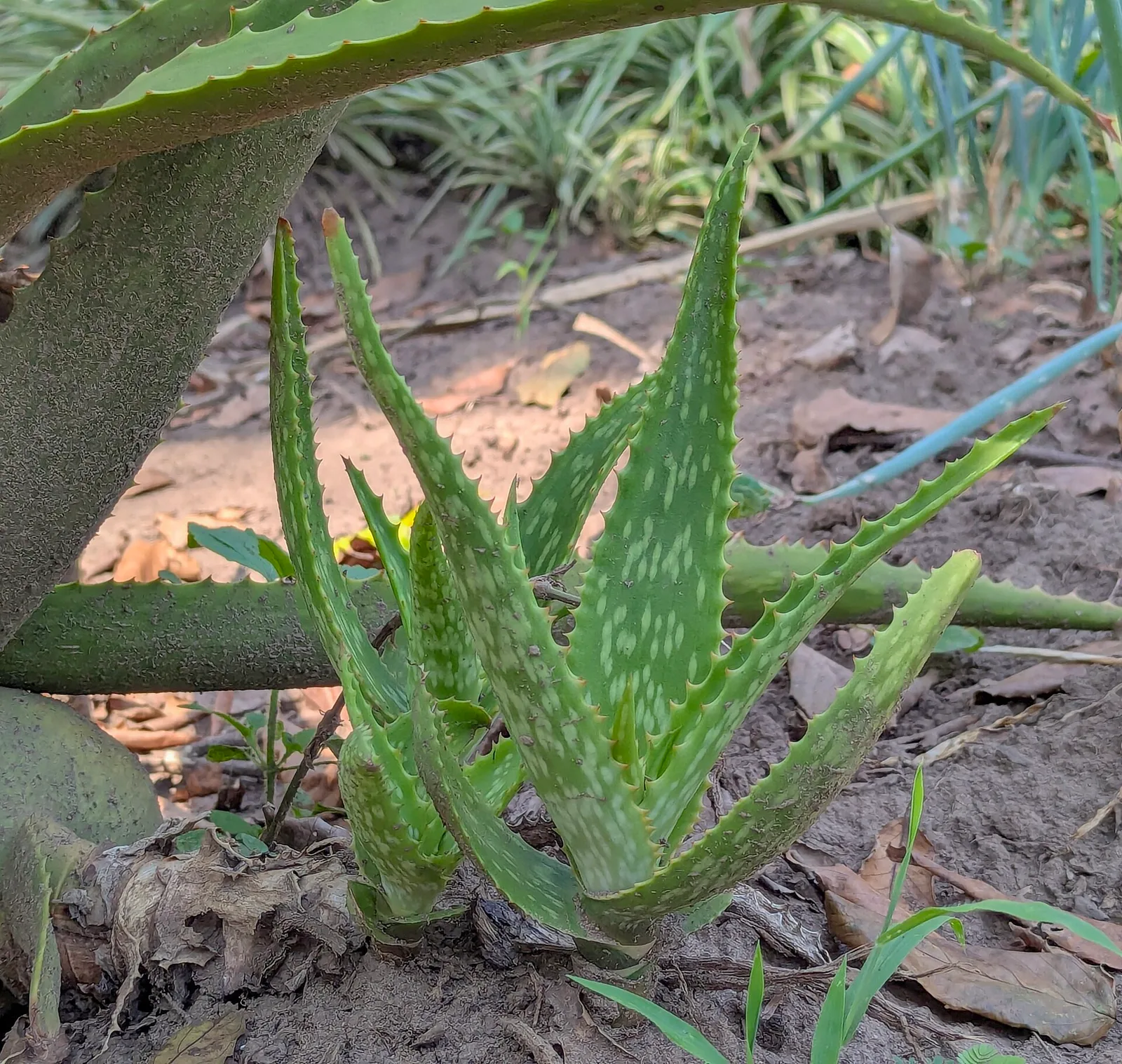 芦荟 种植基地