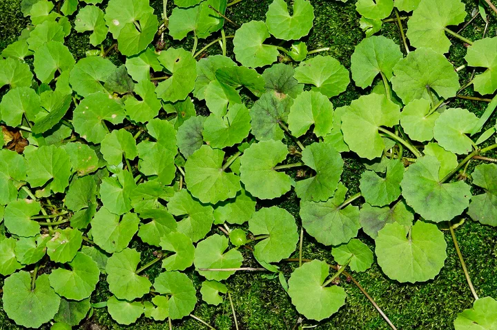 Centella Centella asiatica