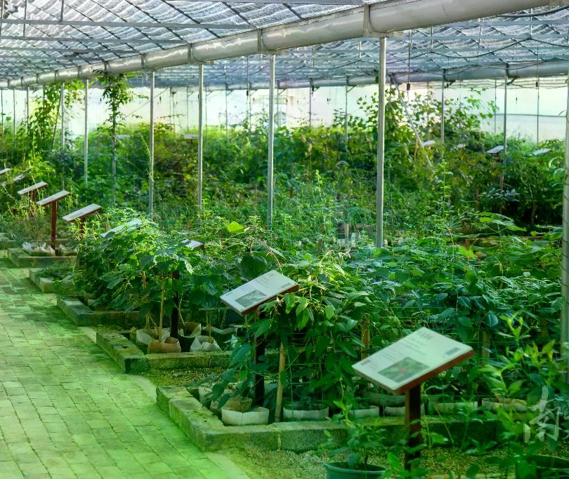 Source and botanicals